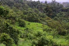 Recently regrowing forest from pasture (1 year)