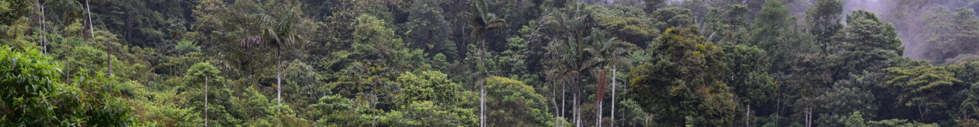 Podcast zum Regenwaldprojekt