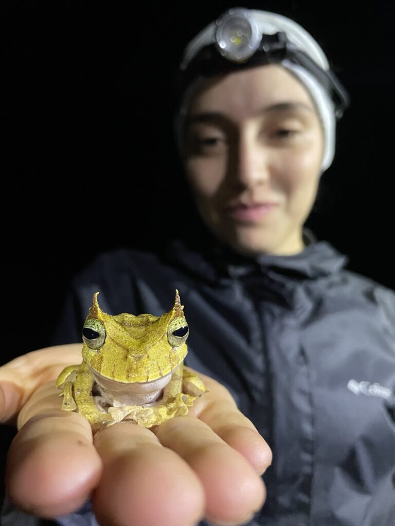 Karla, Leo, and Arianna processing frogs in the field. Photo: Javier Aznar